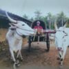 மாடும் வண்டியும் (பொருள்சார் பண்பாட்டு ஆய்வு)